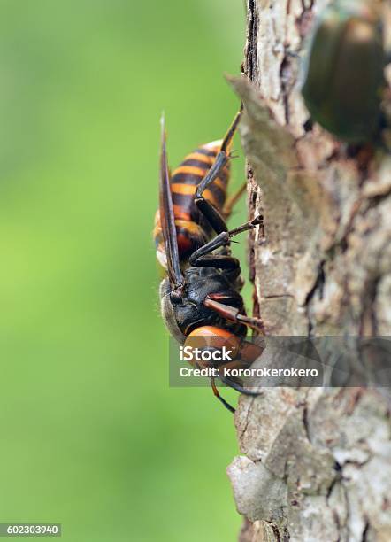 Mandarin Wasp Stock Photo - Download Image Now - Animal Wildlife, Animals In The Wild, Asian Giant Hornet - iStock Mandarin Wasp Stock Photo - Download Image Now - Animal Wildlife, Animals In The Wild, Asian Giant Hornet - iStock
