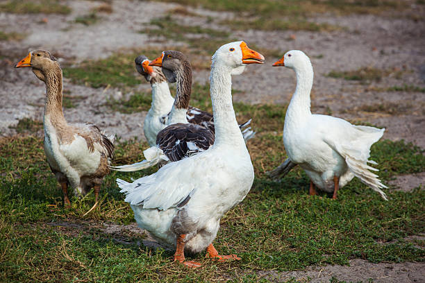 istock Geese walk on the farm. 602304614