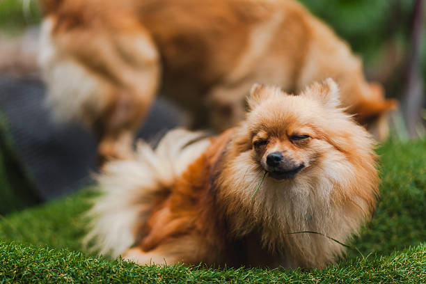 istock Cute little puppy 602304644