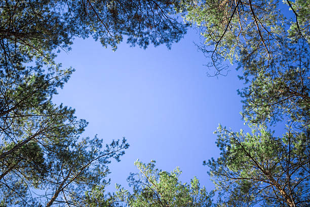 istock Contifer trees tops look-up to blue sky 602304676