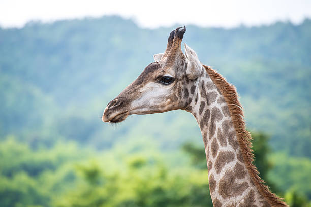 Giraffe The Tallest Animal Stock Photo - Download Image Now - Africa,  Animal, Animal Body Part - iStock