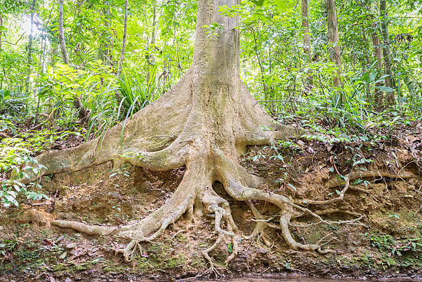 istock The roots of big trees in the forest 602305244