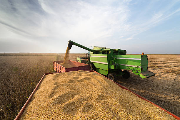 istock soybean harvest in autumn 602305418