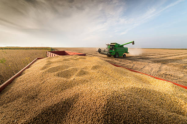 soybean harvest in autumn