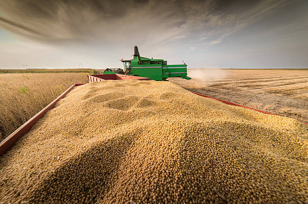 istock soybean harvest in autumn 602306078