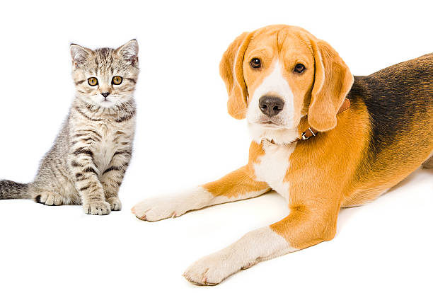 istock Portrait Beagle dog and kitten Scottish Straight 602307122