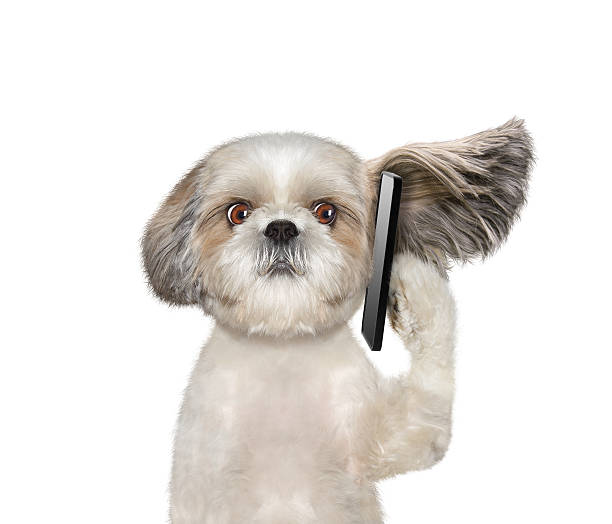 istock Dog is talking over the mobile phone 602312652