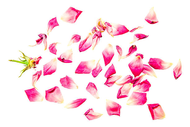 istock Rose petals isolated on white background 602313100