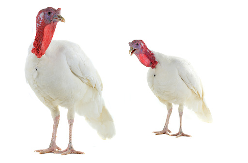 two turkeys isolated on a white background