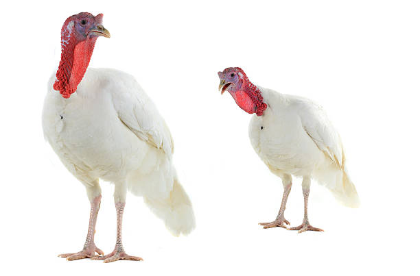 two turkeys two turkeys isolated on a white background turkey bird stock pictures, royalty-free photos & images