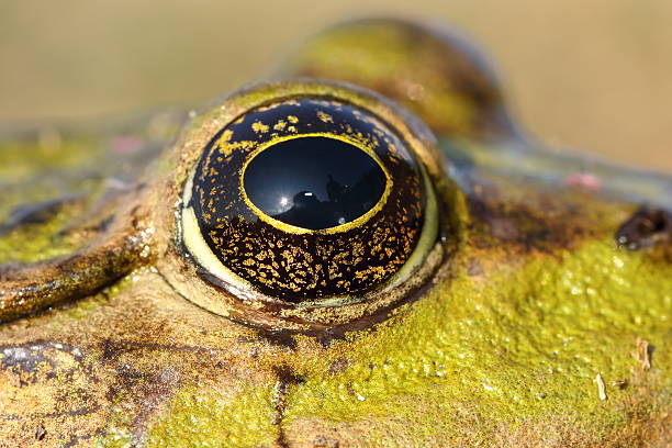 istock eye of marsh frog 602314526