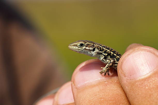 istock herpetologist holding balkan wall lizard 602314870
