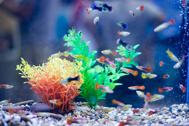 istock freshwater aquarium with green beautiful planted tropical 602315580