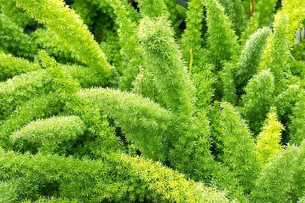 Asparagus fern,Foxtail fern