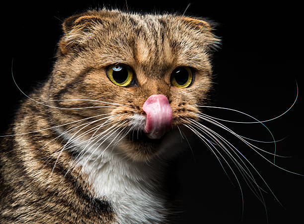 istock Portrait of Scottish Fold cat which licking nose 602315778