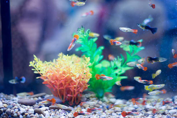 istock freshwater aquarium with green beautiful planted tropical 602315872