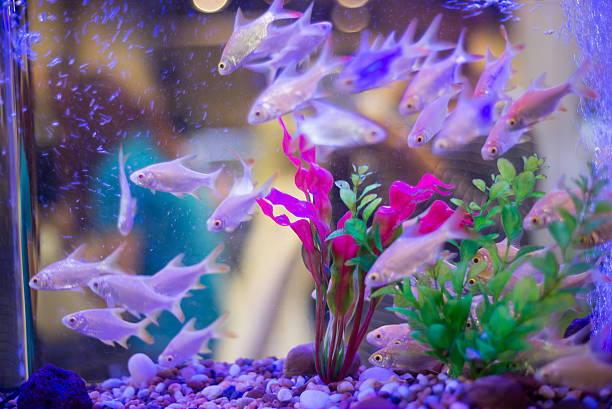 istock freshwater aquarium with green beautiful planted tropical 602316128