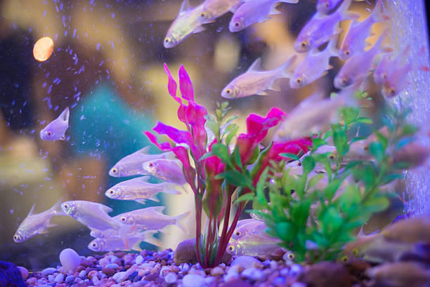 istock freshwater aquarium with green beautiful planted tropical 602316590