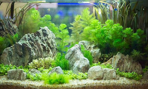 istock freshwater aquarium with green beautiful planted tropical 602318274
