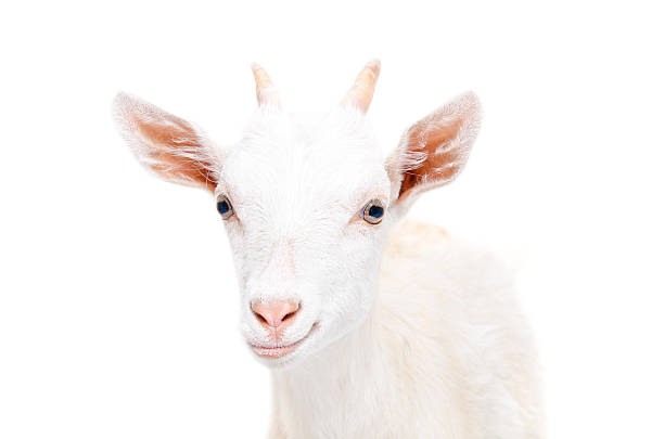 istock Portrait of a smiling young goat 602320638