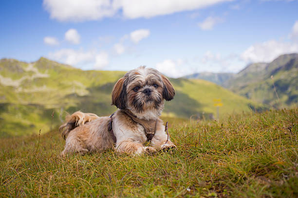 istock Little dog resting on the mountain meadow 602321096