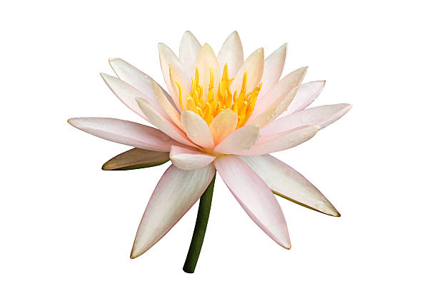istock Pink lotus flower on white 602321466