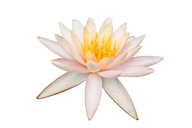 istock Pink lotus flower on white 602321744
