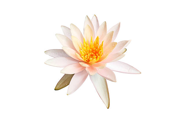 istock Pink lotus flower on white 602321782