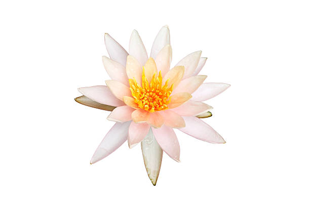 istock Pink lotus flower on white 602321804