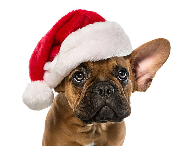 mignon bouledogue français avec chapeau de père noël - santa dog photos et images de collection