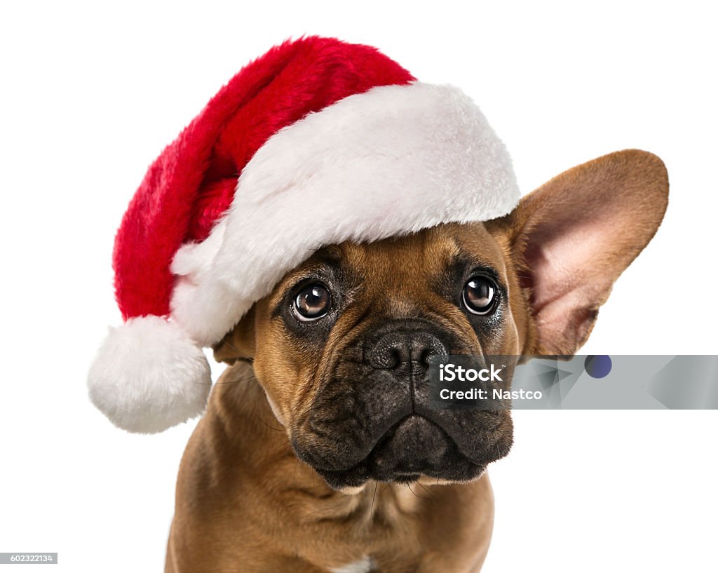 Simpatico bulldog francese con cappello di Babbo Natale - Foto stock royalty-free di Natale