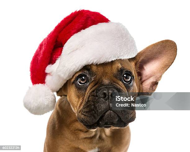 Simpatico Bulldog Francese Con Cappello Di Babbo Natale - Fotografie stock e altre immagini di Natale