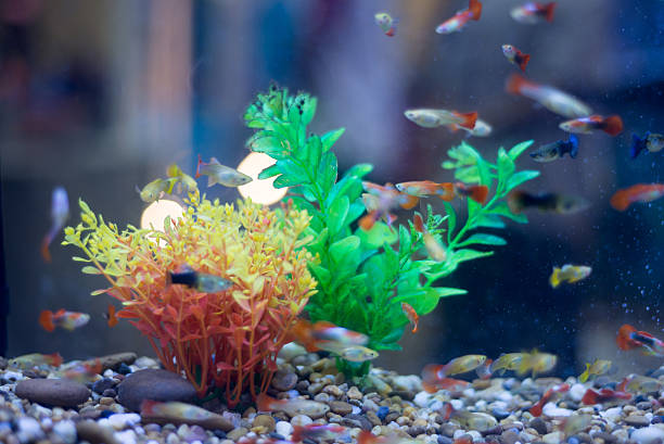 freshwater aquarium with green beautiful planted tropical