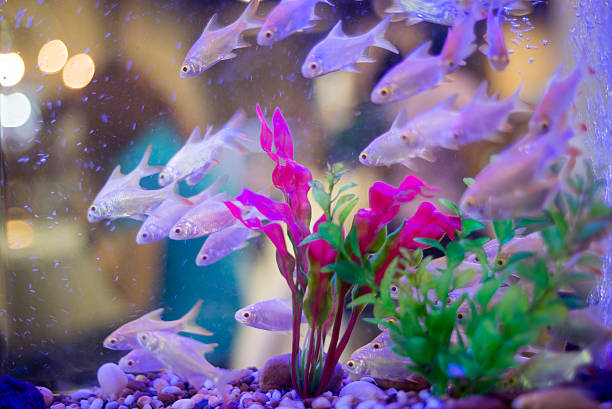 istock freshwater aquarium with green beautiful planted tropical 602322924