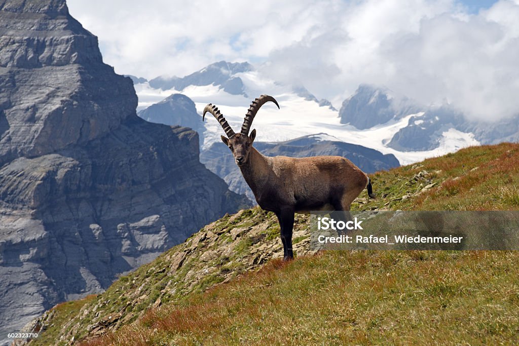 Alpine Ibex  - Lizenzfrei Steinbock - Ziege Stock-Foto