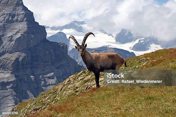 Alpine Ibex Stockfoto und mehr Bilder von Steinbock - Ziege - Steinbock - Ziege, Alpensteinbock, Steinbock - Erdzeichen