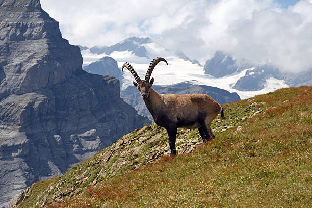 Alpine Ibex Alpin Ibex in the Swiss Alps in Summer. With Glaciers in the background. capricorn stock pictures, royalty-free photos & images