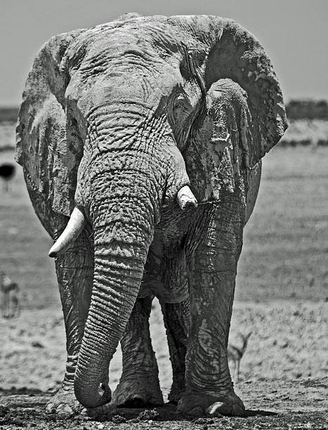 istock Gentle Giant in mono next to a waterhole in Etosha 602323914