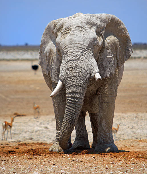 istock Large solitary bull elephant in the wild 602323980