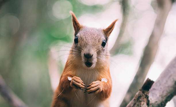 istock surprised red fur funny Squirrel at autumn forest background, wild 602324114