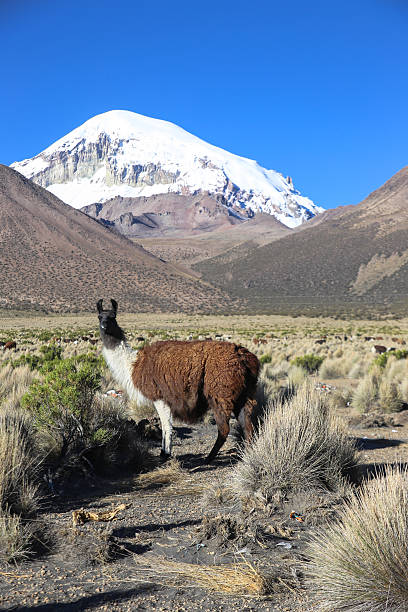istock The Andean landscape with herd of llamas 602324732