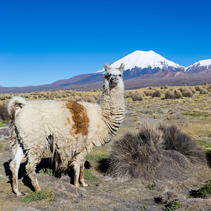 Guanaco, (Lama Guanicoe), south american camelid, in its habitat. Andes mountains, Villavicencio Nature Reserve, Mendoza, Argentina.