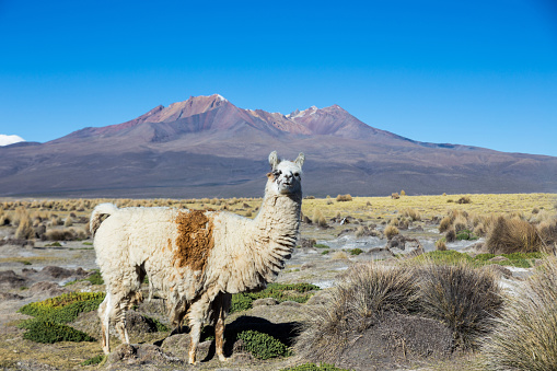 The Andean landscape with herd of llamas, with the Parinacota volcano on background.