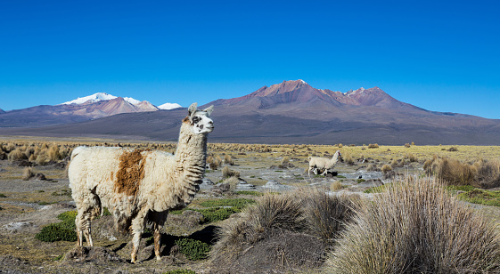 The Andean landscape with herd of llamas, with the Parinacota volcano on background.