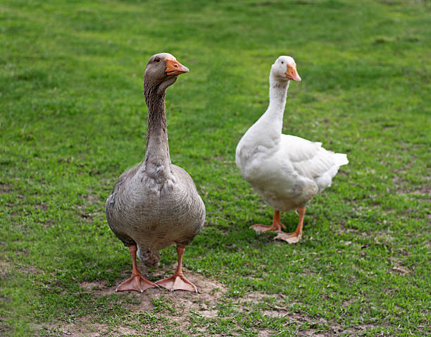 istock Geese on the green grass. 602326880