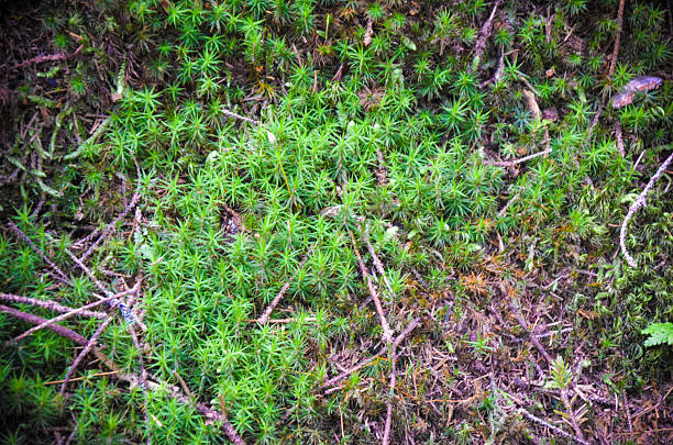 istock Bright green moss and forest ground macro shot 602327174
