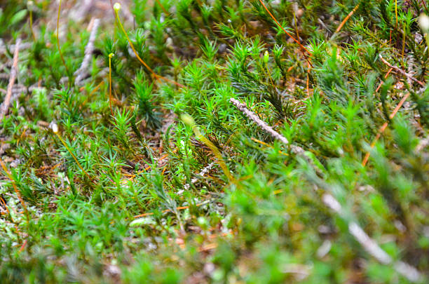 Bright green moss and forest ground macro shot