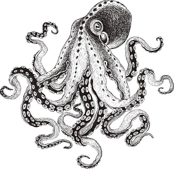 Hand-drawn Octopus, vector illustration. Hand-drawn Octopus, vector illustration. sea life isolated stock illustrations