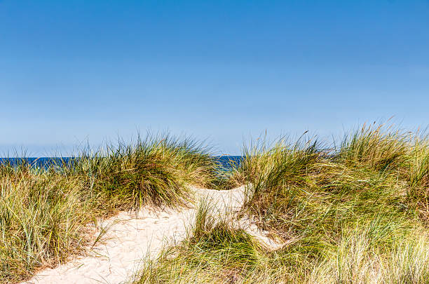 istock Beach and dunes with beachgrass in summer 602328426