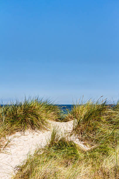 istock Beach and dunes with beachgrass in summer 602328544